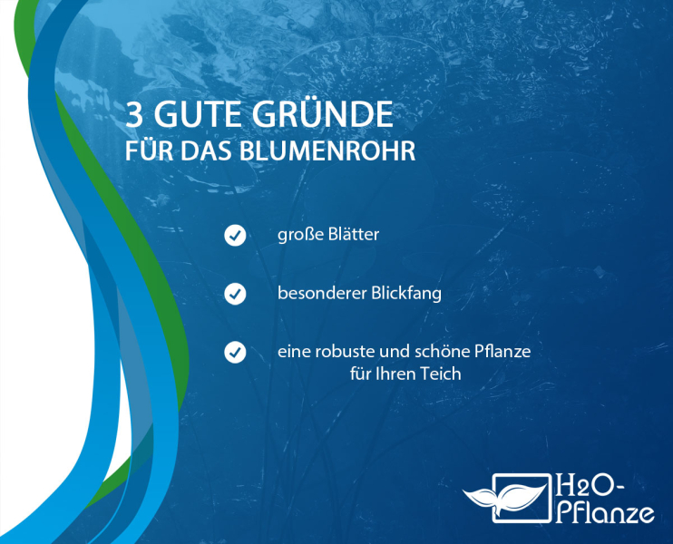 Preview: XXL Blumenrohr - Canna glauca Endeavour